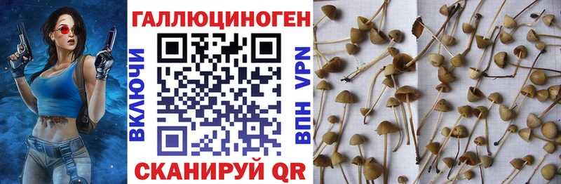 Галлюциногенные грибы прущие грибы  Краснообск 
